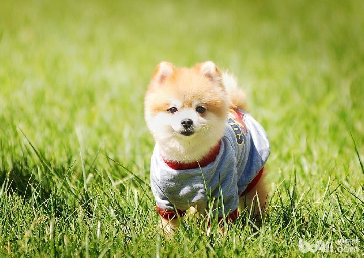 狗狗不吃东西的原因是什么?狗狗不吃东西怎么办? 狗狗不吃东西的原因是什么?狗狗不吃东西怎么办?