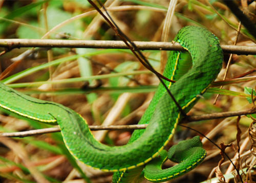 饲养白唇竹叶青的环境要求