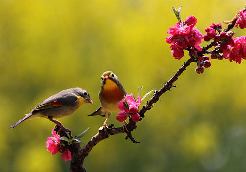 相思鸟品种简介