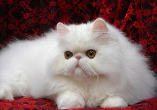 哪些问题会引发猫膨大性心肌病