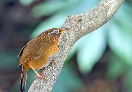 会鸣叫的公画眉鸟的挑选 会鸣叫的公画眉鸟的挑选
