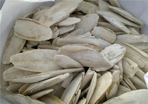 饲养陆龟前需要准备好哪些必备用品？