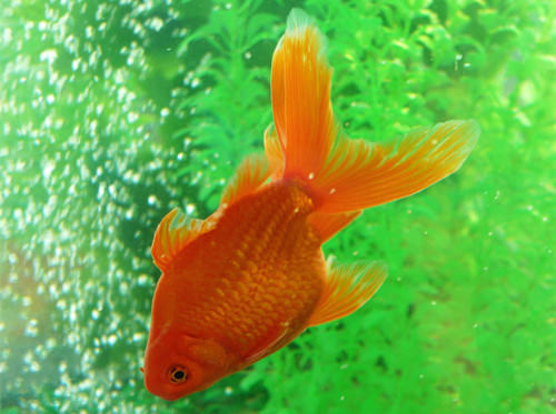 金鱼的免疫系统介绍 金鱼的免疫系统介绍