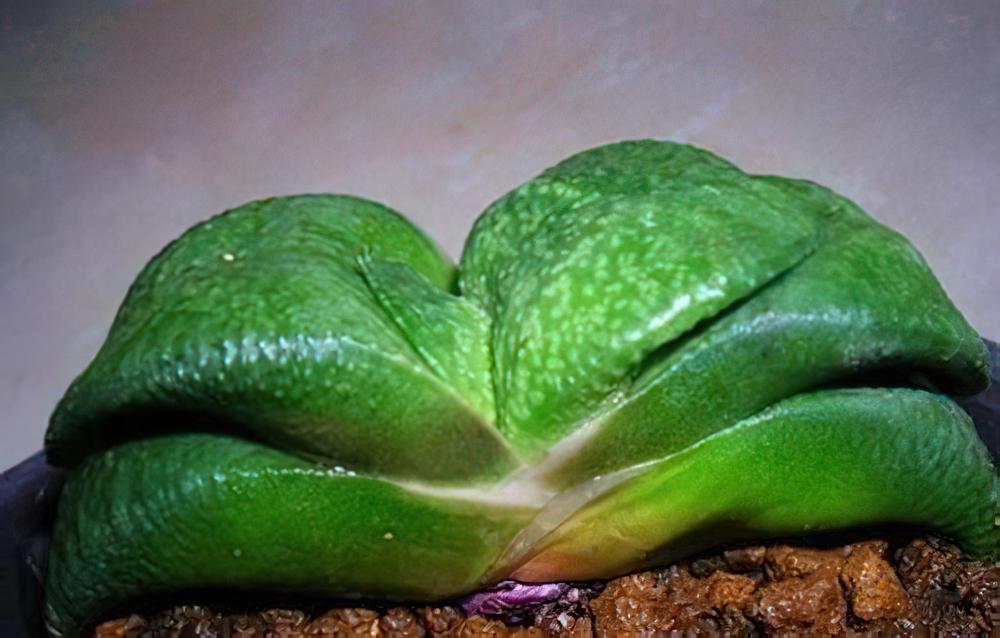 多肉植物习性及栽培要领（一）
