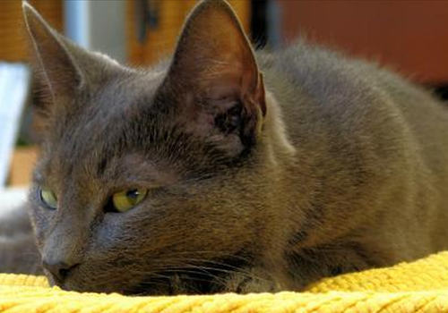 猫咪生病的基本表现