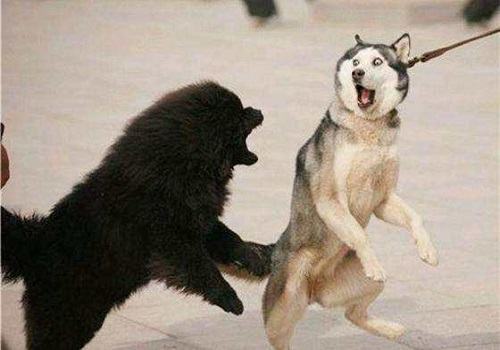 遛狗时狗狗打架应该怎么处理？