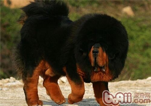 藏獒多少钱一只？2019藏獒价格火热出炉！