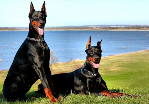 杜宾犬适合家养吗 杜宾犬适合家养吗