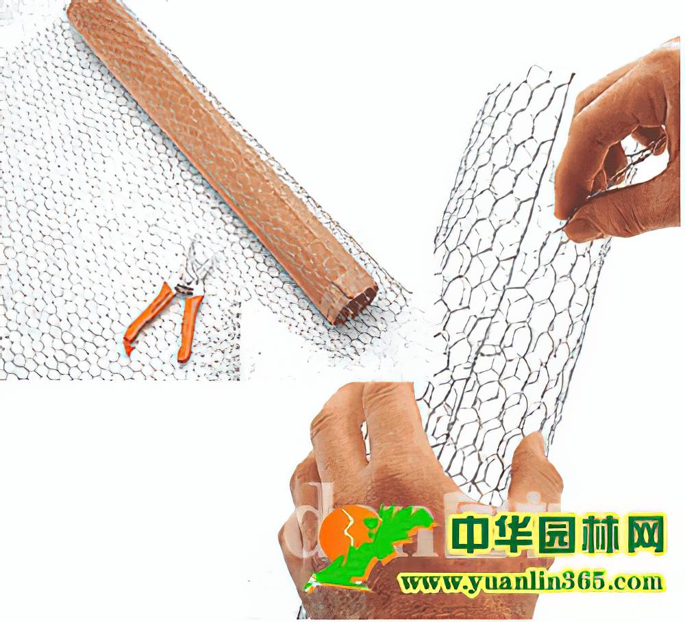 室内绿饰技巧观叶植物蛇木柱种植法（图）