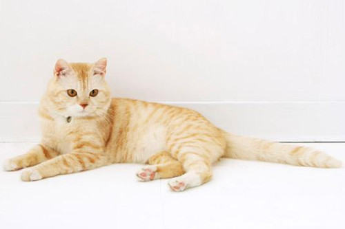 小猫为何不听你的使唤