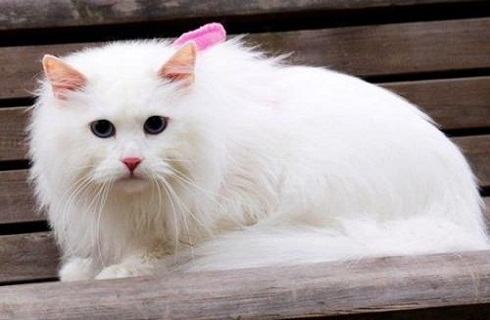 猫喂食要固定时间吗？猫的喂食时间和次数