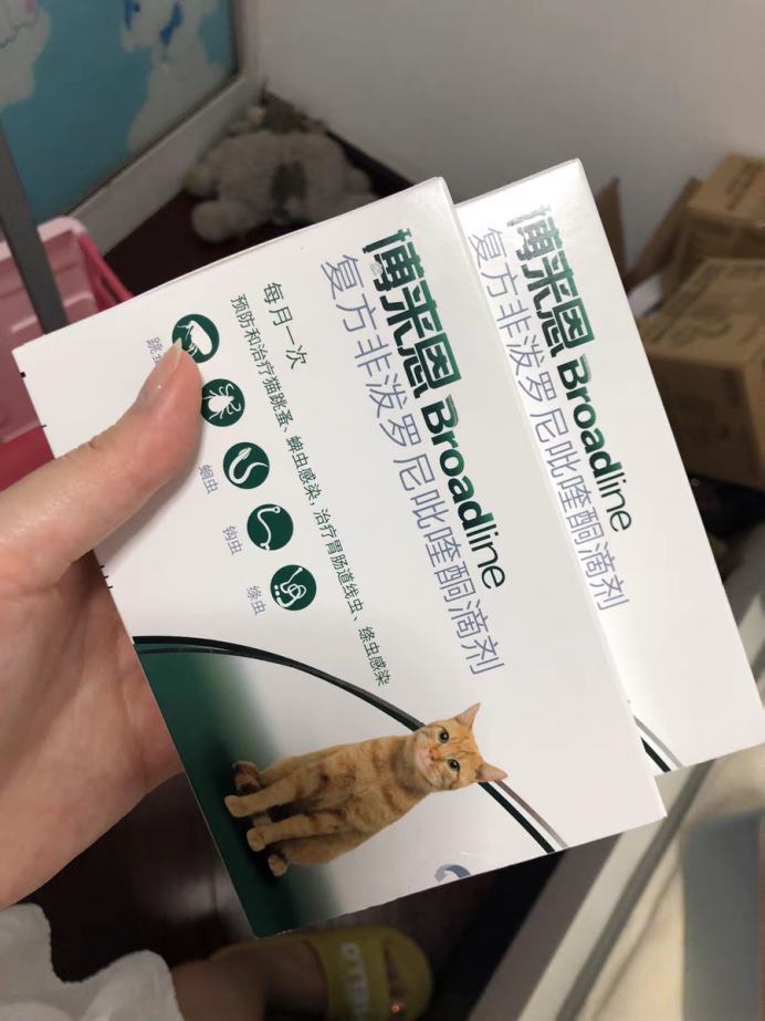 感染猫绦虫怎么办？这种驱虫方法简单又高效