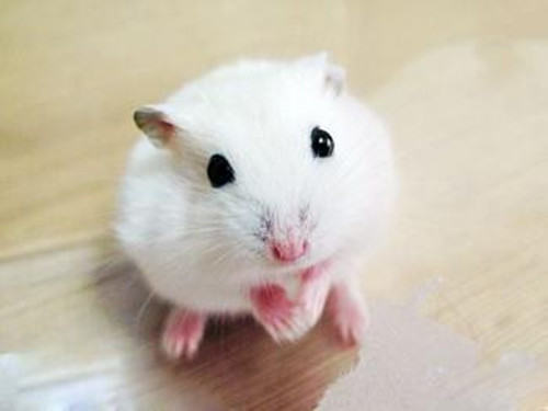 如何预防仓鼠挑食