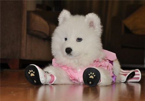 养狗有什么好处 养狗有什么好处