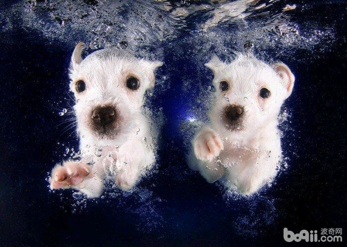 三种不适合游泳的狗狗，狗狗游泳的注意事项