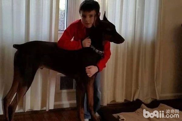 狗狗比什么都重要,美一男孩为救爱犬摆摊卖玩具 狗狗比什么都重要,美一男孩为救爱犬摆摊卖玩具