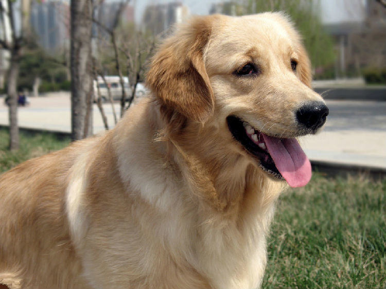 金毛犬退烧的物理办法