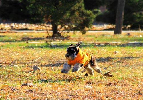 怎么选择合适的遛狗项圈