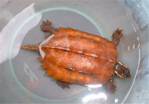 乌龟感冒治疗方法