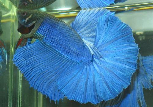 鱼卵甲藻病的病原体及防治要点