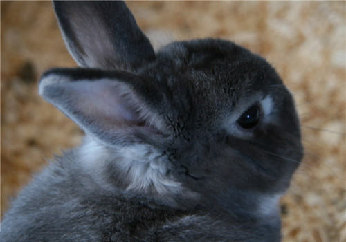 怎样增强兔子自身的抵抗力