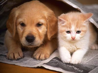猫狗一起养，合理饲养有技巧