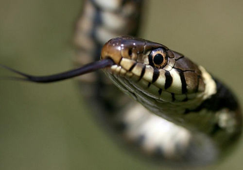 几种常见毒蛇咬伤鉴别