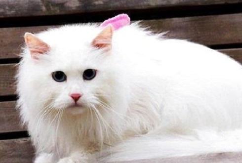 最大的猫是什么品种？大型猫品种介绍