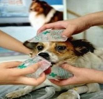 夏季宠物需注意防暑