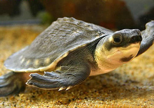 养猪鼻龟需要住些什么