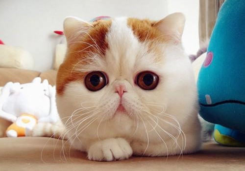 如何辨别加菲猫