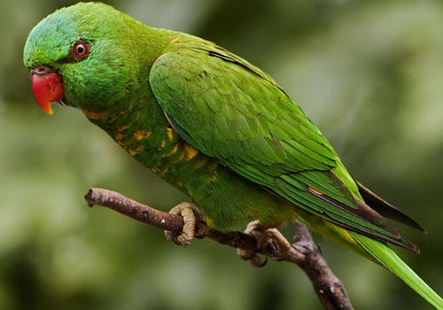 鹦鹉是怎么说话的