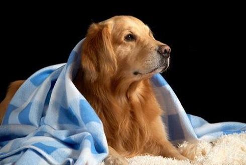 狗狗需要营养膏吗 狗狗吃营养膏好吗