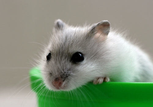 首次购买宠物鼠的注意事项