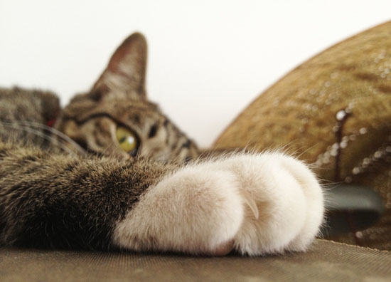 猫咪为什么喜欢磨爪