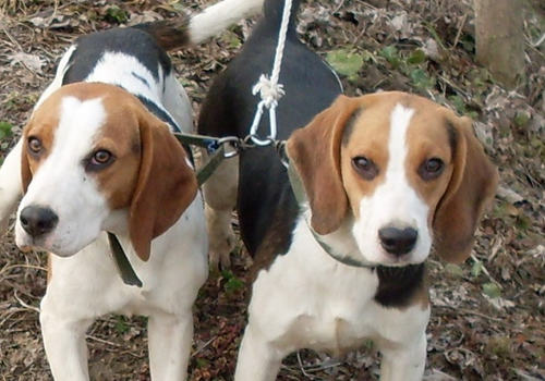 比格犬训练注意事项