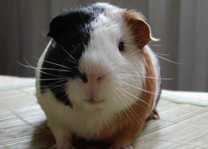 荷兰猪掉毛应该怎么处理