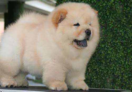 松狮多少钱一只?购买松狮应该注意什么? 松狮多少钱一只?购买松狮应该注意什么?