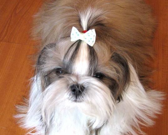 狗狗的四种非条件反射