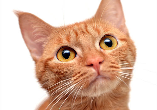 猫咪四个行为分析