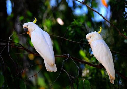 饲养鹦鹉有哪些技巧