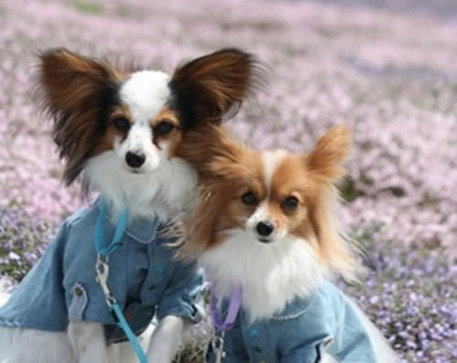 狗狗背毛竖起代表什么