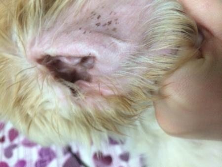 狗狗驱虫多久一次才合适?养狗新手必看 狗狗驱虫多久一次才合适?养狗新手必看