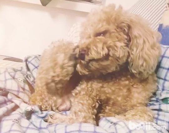 狗狗耳螨怎么办 狗狗耳螨有哪些症状 狗狗耳螨怎么办 狗狗耳螨有哪些症状