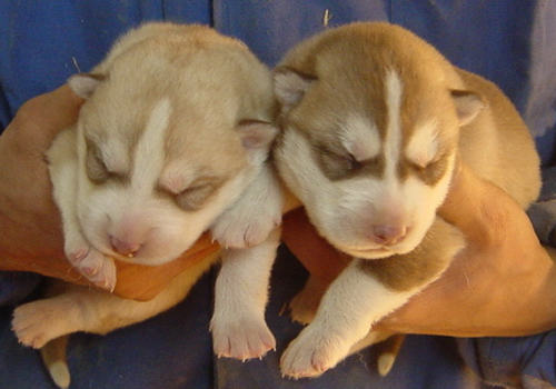 新生幼犬有哪些常见病