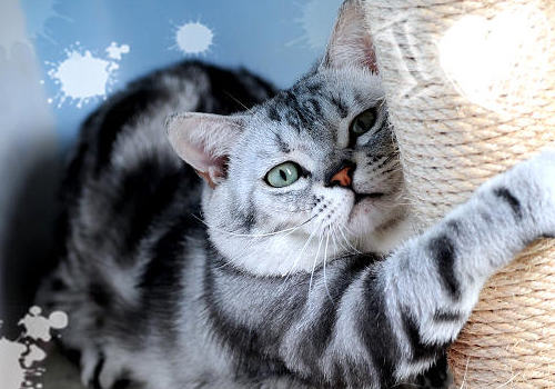 如何治疗猫咪佝偻病