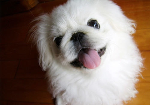 犬肠胃炎的防治措施