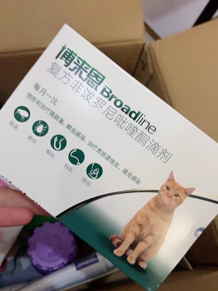 猫身上的寄生虫会传染给人吗？如何有效杀虫？