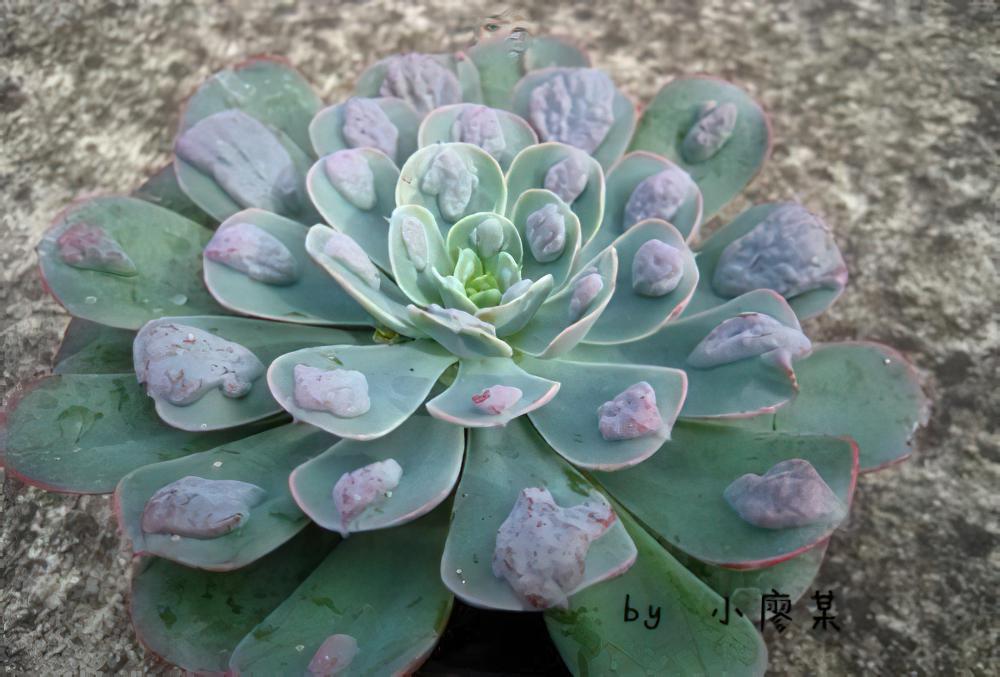 颜值爆表：多肉植物雨滴引人瞩目只因其长了超大疣点