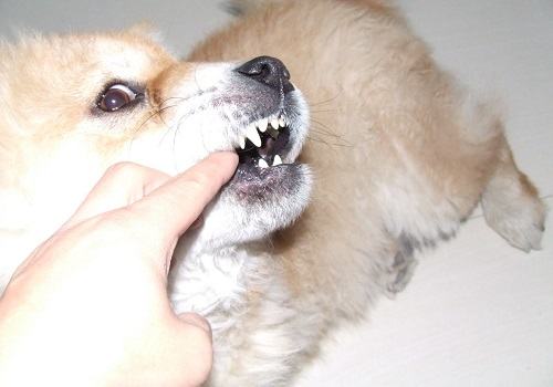 幼犬换牙期间应该怎么护理？